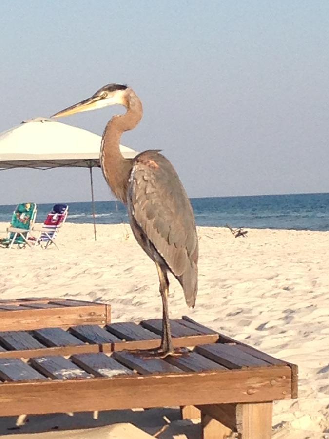 Gulf Shores Plantation מראה חיצוני תמונה